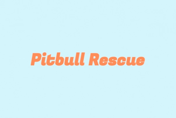 Animal protection organization «Pitbull Rescue»